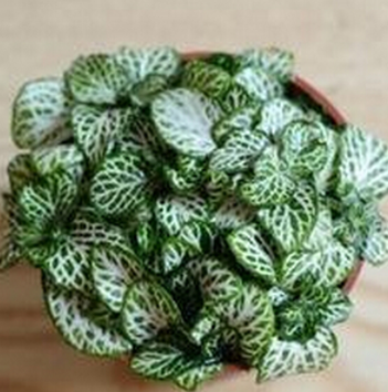 網(wǎng)紋草，室內(nèi)耐陰觀葉植物，抗擊霧霾，辦公伙伴