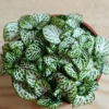 網紋草，室內耐陰觀葉植物，抗擊霧霾，辦公伙伴
