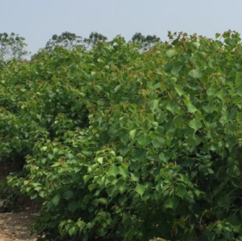 供應當年紅葉烏桕小苗（雞血紅） 價格面議