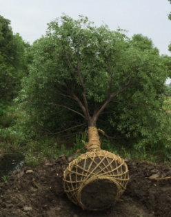 供應(yīng)17一19精品香樟18806821958