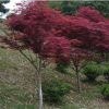 供應(yīng)園林植物 紅楓 紅楓樹 日本紅楓 美國(guó)紅楓秋火焰小苗