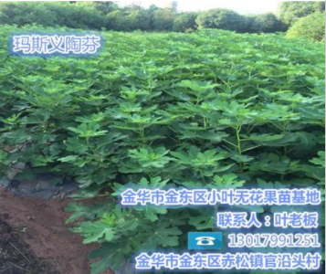 無花果苗批發、無花果苗、小葉無花果值得推薦(在線咨詢)