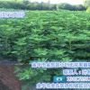 無花果苗批發、無花果苗、小葉無花果值得推薦(在線咨詢)