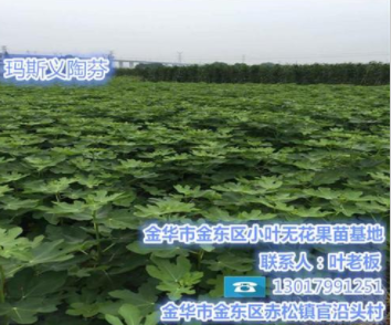 無花果苗批發,浙江無花果苗,小葉無花果價格實惠