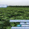 無花果苗批發,浙江無花果苗,小葉無花果價格實惠