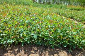 供應苗木，小苗，綠化苗木，綠化小苗，當年生小苗