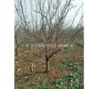 山西運城石榴樹5-8公分