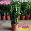 批發盆栽植物 金錢樹 可水培辦公室花卉 室內進化空氣防輻射