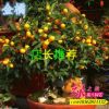 批發小青桔果樹苗 食用果 金橘 綠植盆栽通用型果樹