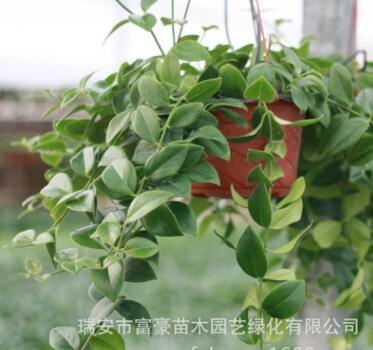 批發(fā)室內(nèi)盆栽花卉 凈化空氣客廳擺放 吊蘭植物口紅吊蘭盆栽