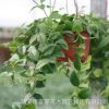 批發室內盆栽花卉 凈化空氣客廳擺放 吊蘭植物口紅吊蘭盆栽
