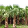 大型老人葵(華棕)華盛頓棕 桿高1m-13m頭頸30CM-80CM