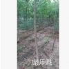合歡樹4-5-6-7-8-9-10公分