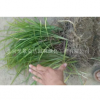 北京北京北京昊景金達園林公司常年供應丹麥草，麥冬草，