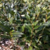 龍井43茶葉苗