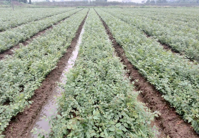 2014當年生大量優(yōu)質(zhì)櫸樹小苗