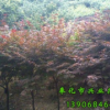 供應桂花、紅楓、櫻花、無患子
