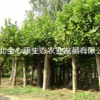 湖北武漢供應15公分法桐，武漢供應