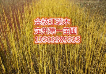 河北保定金枝紅瑞木