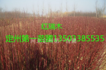 河北保定紅瑞木