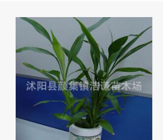 水培花卉富貴竹轉運竹供應批發 辦公桌面盆栽室內凈化空氣植物