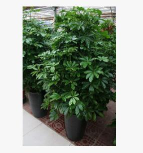 發室內大型客廳辦公綠植八方來財招財樹盆栽 鴨腳木鵝掌柴凈