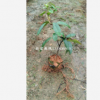 廣東肇慶布福娜苗金坑植保供精品黑老虎苗，布福娜一年苗10萬株，三年苗6萬株。