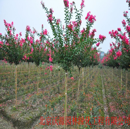 紫薇百日紅紫荊 叢生紫薇 叢生紫荊等綠化苗木 庭院綠化施工等