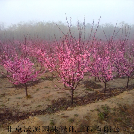 大花榆葉梅 叢生榆葉梅 美人梅 紅梅 綠梅等梅花樹苗 觀賞花卉