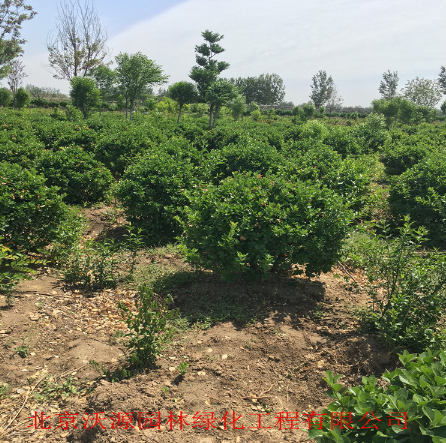 衛茅 衛茅球 衛茅小苗 造型衛茅 別墅綠化苗木 庭院綠籬