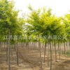 供應金枝槐樹苗 黃金槐工程綠化苗木 槐樹苗 規格全 園林綠化