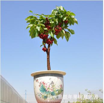 庭院蘋果樹苗 室內外盆景觀光植物 盆栽蘋果 果樹嫁接