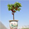 庭院蘋果樹苗 室內外盆景觀光植物 盆栽蘋果 果樹嫁接