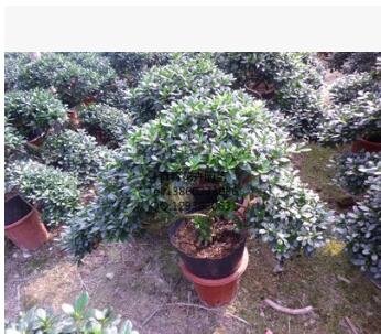 福建花卉 種植基地花卉批發(fā) 造型杜鵑花 永?；ɑ? title=