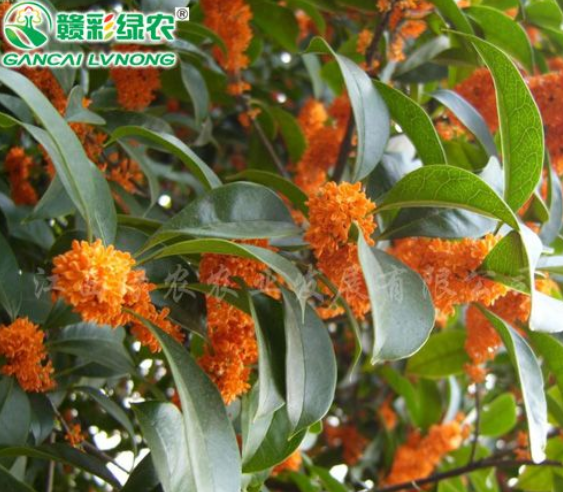 常綠彩葉綠化樹苗 速生紅丹桂 八月丹桂 桂花工程樹苗