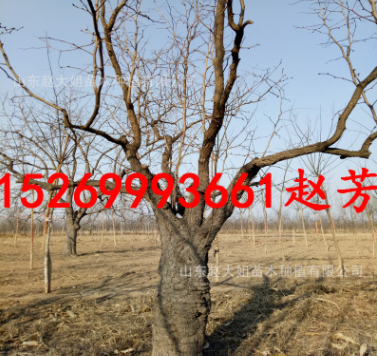 基地批發(fā)20-25-30公分大棗樹 綠化占地大棗樹 賠償價(jià)格高當(dāng)年結(jié)果