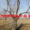 基地批發20-25-30公分大棗樹 綠化占地大棗樹 賠償價格高當年結果