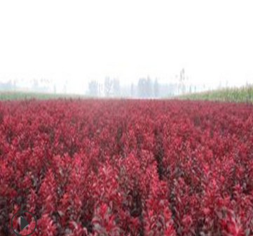 優質紅葉李規格 8厘米紅葉李批發價格 基地直供