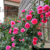 歐月藤本月季大苗花苗大花四季開花薔薇爬藤攀援花卉庭院盆栽植物