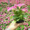 基地供應各種花卉多色矮牽牛批發(fā) 綠化工程道綠綠化盆栽