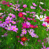 家庭園藝四季高桿波斯菊種子 綠化工程用花草種子 花卉種子批發