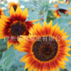 向日葵花種子 批發供應多年生宿根花卉向日葵工程草花花卉