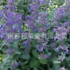 貓薄荷、荊芥種籽 優(yōu)質(zhì)觀花景觀植物花卉種子 多季播種易成活花卉