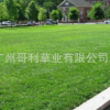 供應(yīng)景觀草坪草種子假儉草草籽