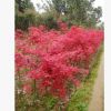 湖南園林綠化喬木紅楓、紅楓小樹木及嫁接紅楓