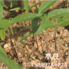 批發灌木種子- 特耐瘠 木豆100%保證發芽率