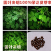 供應水保灌木種子-圓葉決明