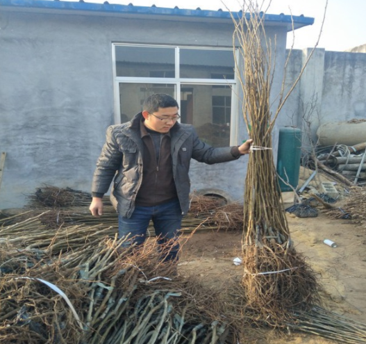 1年生沒嫁接的板栗苗