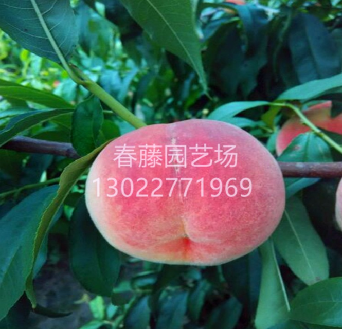 秋彤桃樹苗山東桃樹苗基地