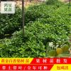大量正宗四季百香果苗爬藤黃金百香果苗雞蛋果樹苗西潘連當年結果